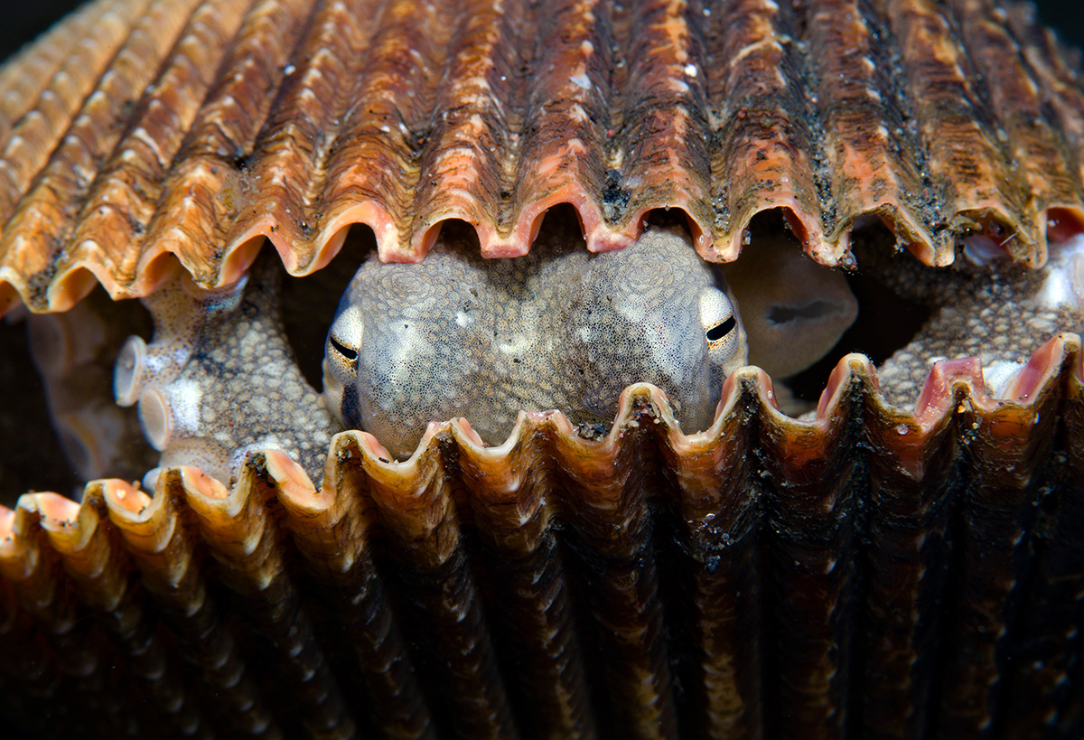 Coconut Octopus - Amphioctopus marginatus living in a shell.